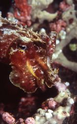The cuttle fish hovers on the reef. Bismark Sea aboard th... by Jerry Hamberg 